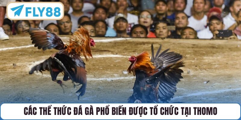 Các thể thức đá gà phổ biến được tổ chức tại Thomo