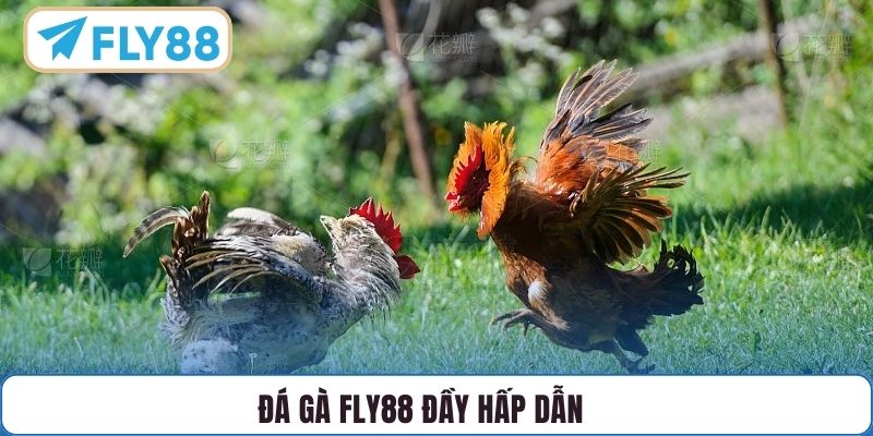 Đá Gà FLY88 đầy hấp dẫn