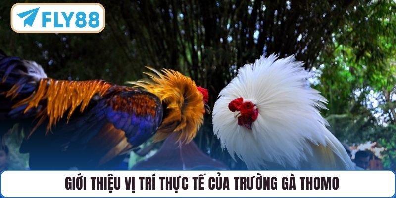 Giới thiệu vị trí thực tế của trường gà Thomo