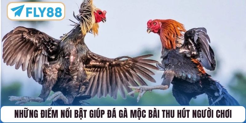 Những điểm nổi bật giúp Đá Gà Mộc Bài thu hút người chơi