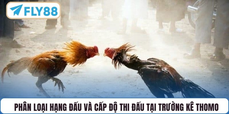 Phân loại hạng đấu và cấp độ thi đấu tại trường kê Thomo