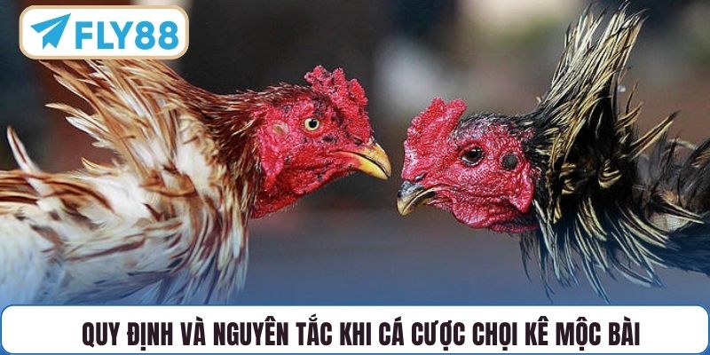 Quy định và nguyên tắc khi cá cược chọi kê mộc bài
