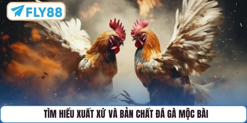 Tìm hiểu xuất xứ và bản chất Đá Gà Mộc Bài